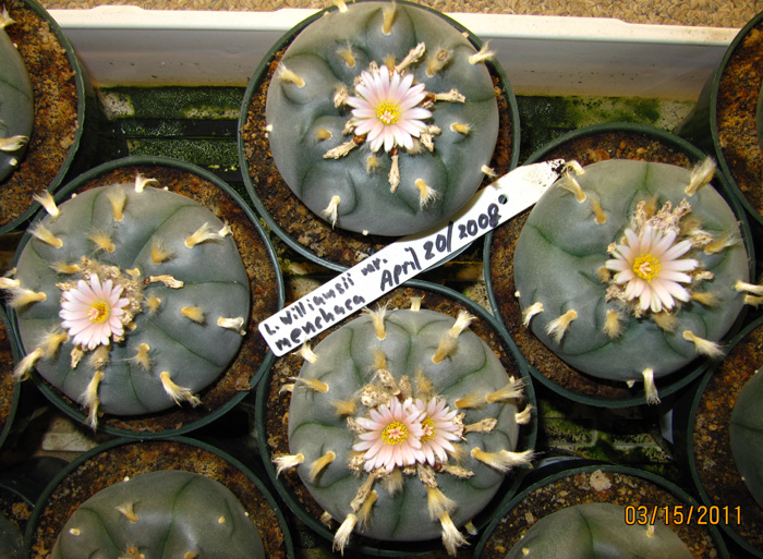 Lophophora Williamsii var. Menchaca 8 to 9cm